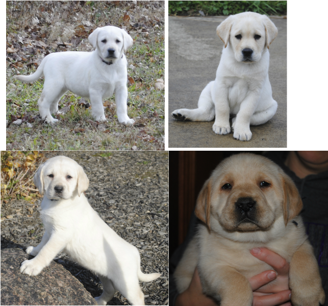 yellow lab puppies ohio yellow lab puppies ohio