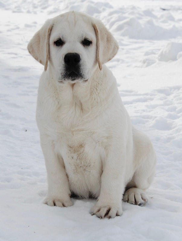 MAPLE CREEK LABRADOR RETRIEVERS - ABOUT OUR KENNEL