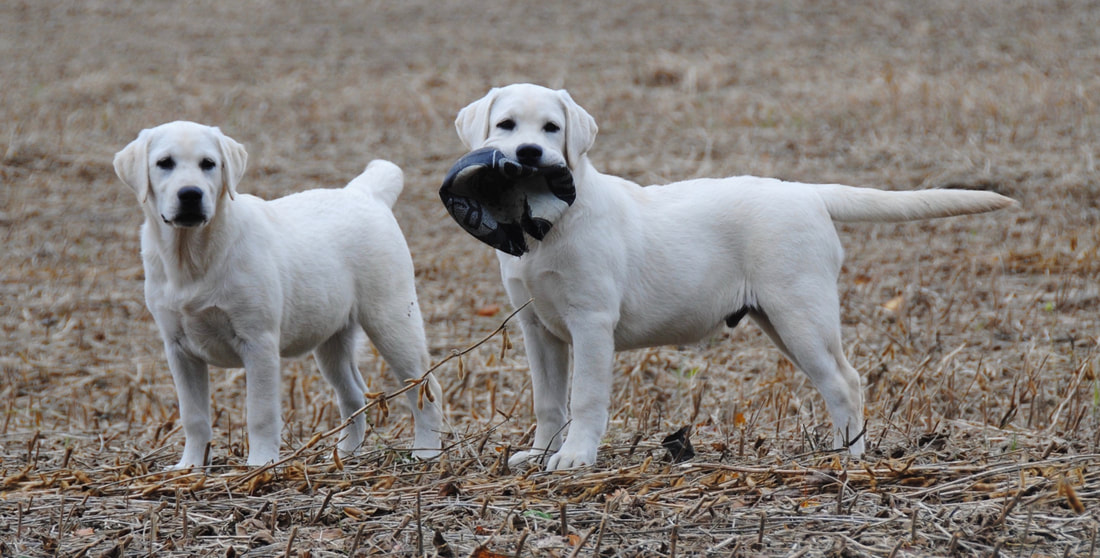 fluctueren Stier aanvulling MAPLE CREEK LABRADOR RETRIEVERS - ABOUT OUR KENNEL